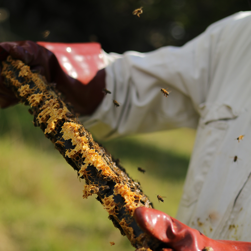 Sustainable Bee Keeping Workshop Sussex