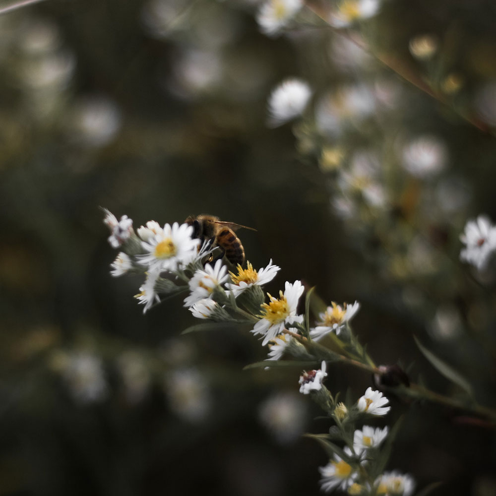 Sustainable Bee Keeping Workshop Sussex
