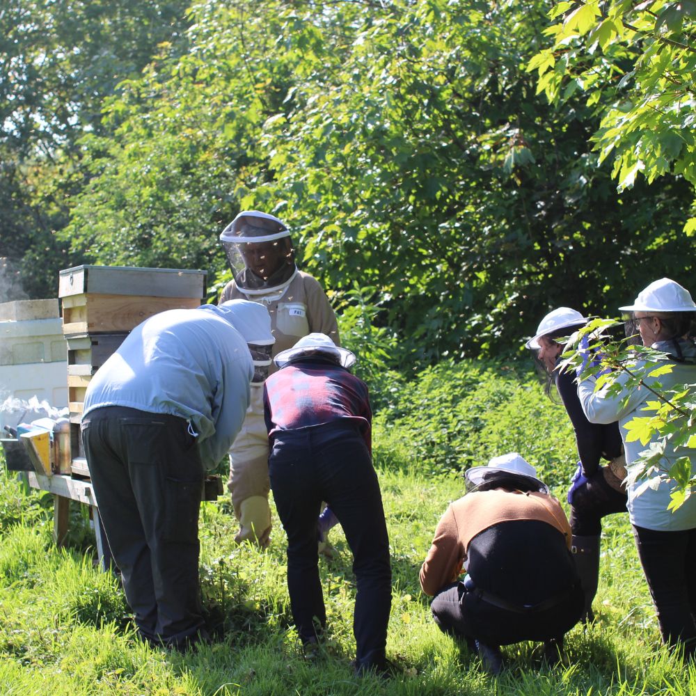Sustainable Bee Keeping Course Sussex