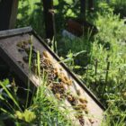 Sustainable Bee Keeping Course Sussex