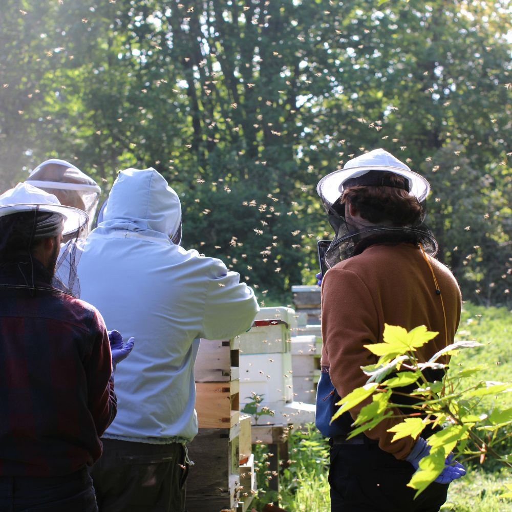 Bee Keeping Course Sussex