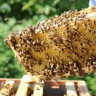 Bee Keeping Course Sussex
