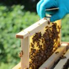 Bee Keeping Course Sussex